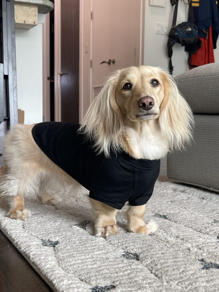 Dachshund Derby 2026 Dog