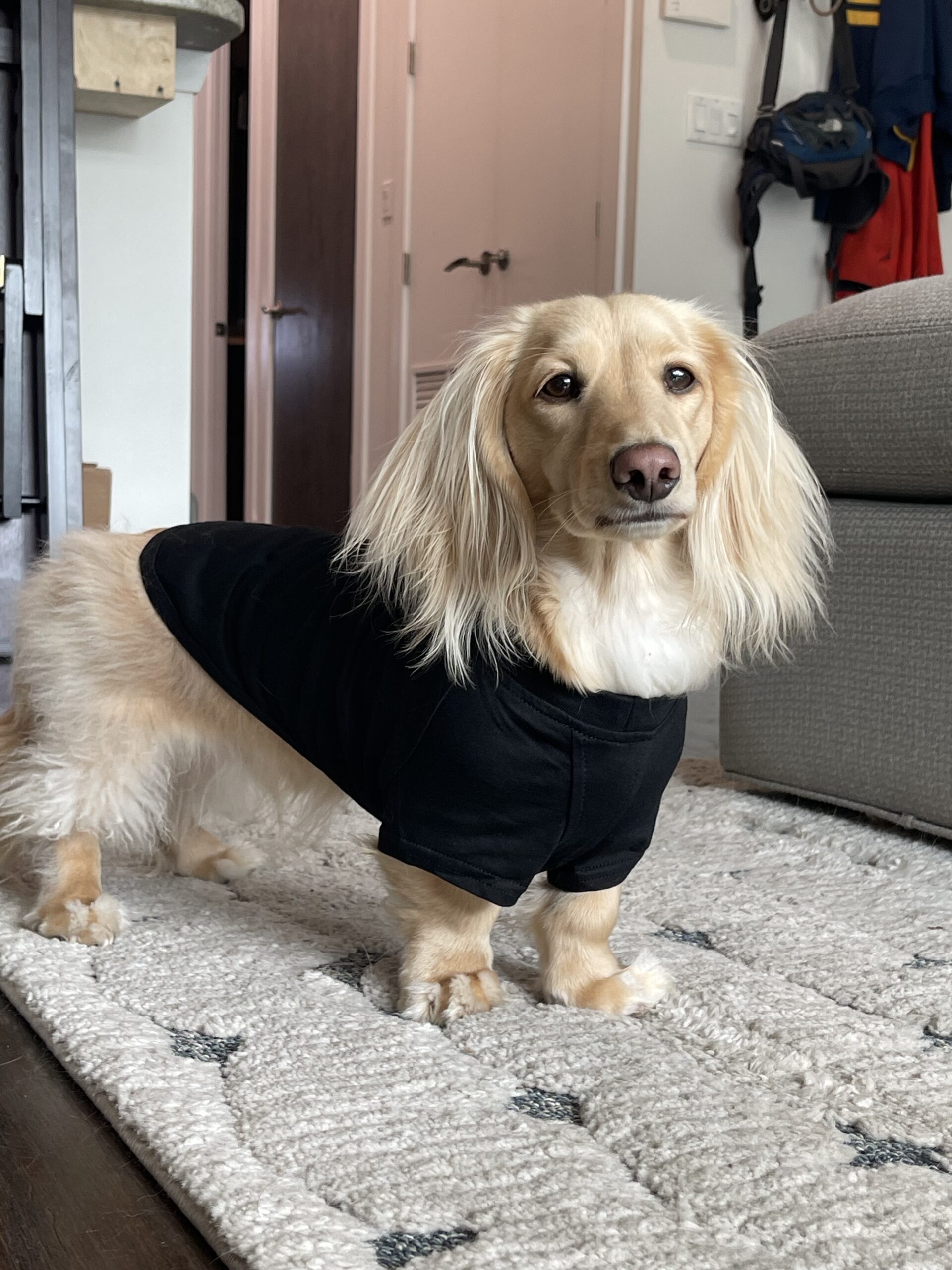Dog Apparel