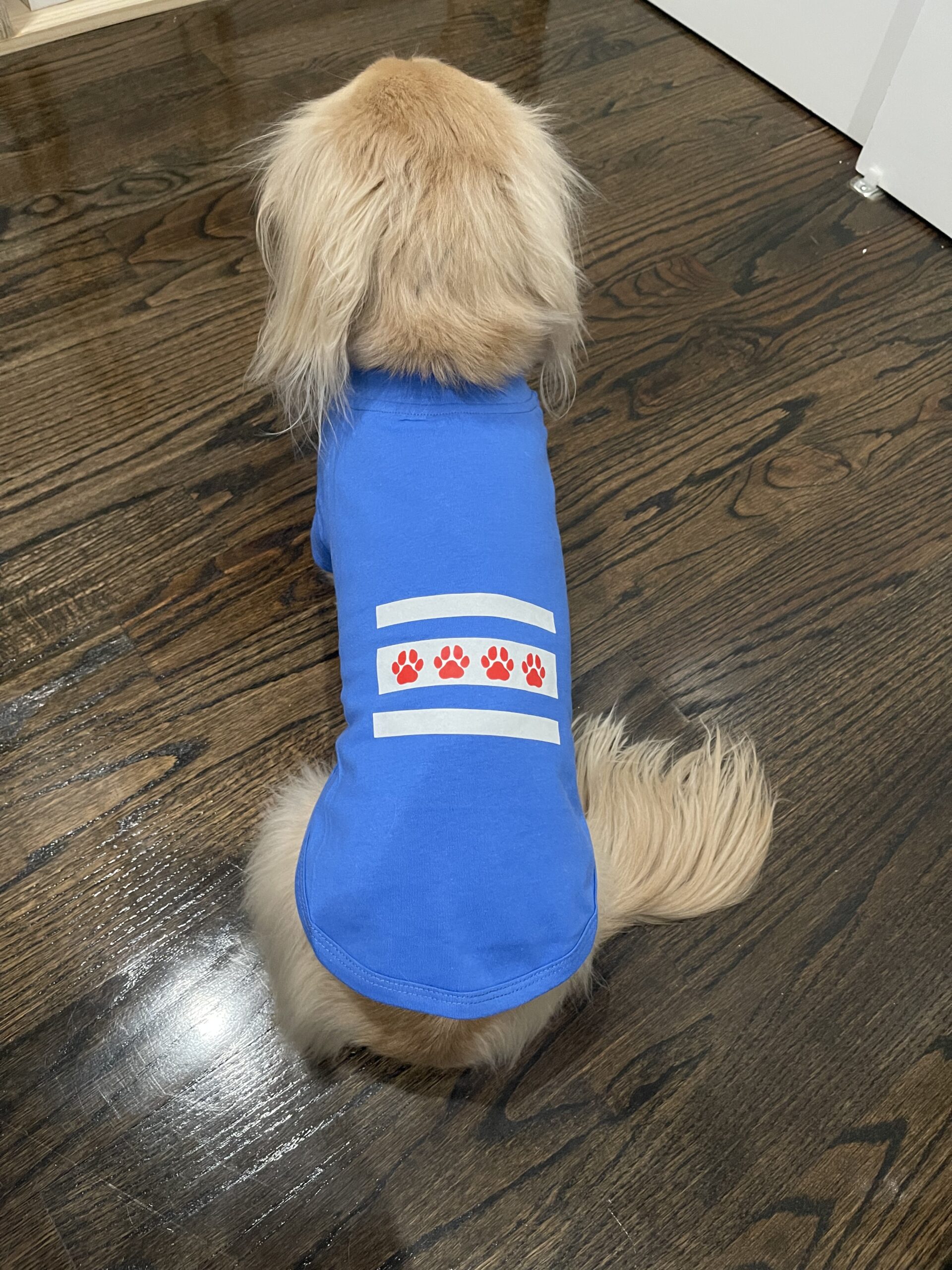 Dog Apparel
